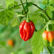 Chilli Pepper 'Habanero Red' Seeds
