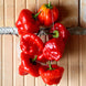 Chilli Pepper 'Jamaica Hot Red' Seeds