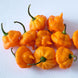 Chilli Pepper 'Jamaican Hot Yellow' Seeds