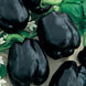 Bell Pepper 'Merlot' Seeds