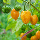Chilli Pepper 'Habanero Orange' Seeds
