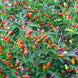 Chilli Pepper 'Ornamental Mix' Seeds