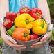 Bell Pepper 'Rainbow Bell' Seeds