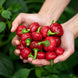 Chilli Pepper 'Red Cherry' Seeds