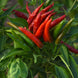 Chilli Pepper 'Skyline Red' Seeds