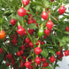 Chilli Pepper 'Spinning Tops' Seeds