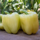 Bell Pepper 'Valahia' Seeds