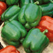 Bell Pepper 'Yolo Wonder' Seeds