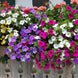 Petunia 'Balcony Mix' Seeds