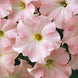 Petunia 'Appleblossom' Seeds