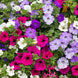 Petunia 'Dwarf Mix' Seeds