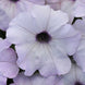 Petunia 'Silver' Seeds
