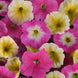 Petunia 'Sweet Taffy' Seeds
