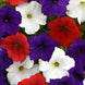 Petunia 'Flag Mix' Seeds