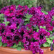 Petunia 'Espresso Frappe Ruby' Seeds