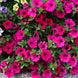 Petunia 'Rose of Heaven' Seeds
