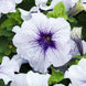 Petunia 'Silver Blue' Seeds