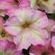 Petunia 'Antique Shades' Seeds