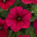 Petunia 'Carmine Velour' Seeds