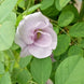 Lavender Multi Petal Aparajita Seeds