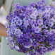 Phlox 'Beauty Blue' Seeds