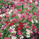 Phlox 'Dwarf Mix' Seeds