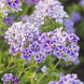 Phlox 'Sugar Star' Seeds