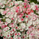 Phlox 'Blushing Bride' Seeds