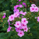 Phlox 'Brilliant' Seeds