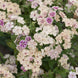 Phlox 'Creme Brulee' Seeds