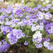 Phlox 'Moody Blues' Seeds