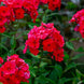 Phlox 'Red' Seeds