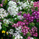 Phlox 'Twinkle Mix' Seeds