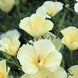 California Poppy 'Alba' Seeds