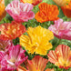 California Poppy 'Ballerina Mix' Seeds