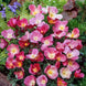 California Poppy 'Carmine King' Seeds