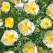 California Poppy 'Cream Swirl' Seeds
