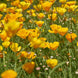 California Poppy 'Golden West' Seeds