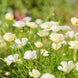 California Poppy 'Ivory Castle' Seeds