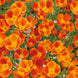 California Poppy 'Mikado' Seeds