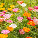 California Poppy 'Mission Bells Mix' Seeds