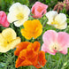 California Poppy 'Mixed Colors' Seeds