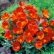 California Poppy 'Red Chief' Seeds