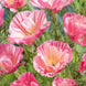 California Poppy 'Appleblossom' Seeds