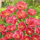 California Poppy 'Thai Silk Rose' Seeds