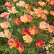 California Poppy 'Strawberry Fields' Seeds