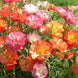 California Poppy 'Jelly Beans' Seeds