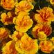 California Poppy 'Yukon Gold' Seeds