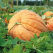 Pumpkin 'Atlantic Giant' Seeds