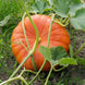 Pumpkin 'Cinderella' Seeds
